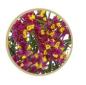Preview: Limonium sin. Scarlet Diamond - 5 Stiele